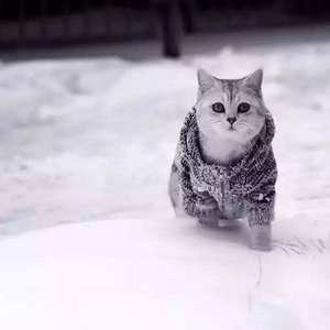 三国杀貂蝉被❌吸乳
